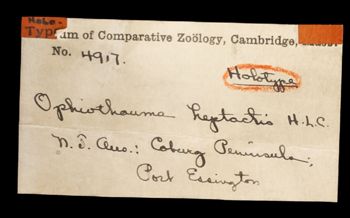 Media type: image;   Invertebrate Zoology OPH-4917 Description: Handwritten labels for this specimen included in the specimen tray.;  Aspect: labels